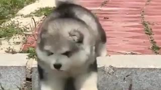 Adorable husky dog running around to his owner