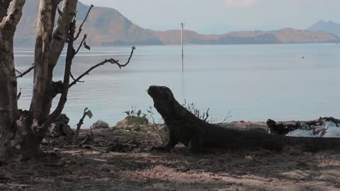 Komodo Dragon Varanus komodoensis, a species of lizard found in Indonesia