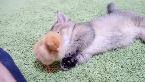 Kitten who want to sleep vs Chicks who don't want her to sleep