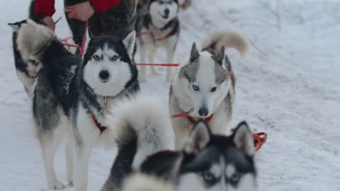 Husky dogs play and wag their tails while standing in a harness