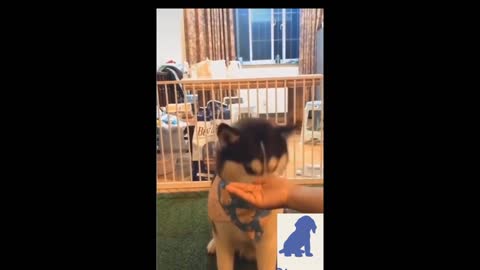 Cute Dog Dancing and Begging to Get Inside