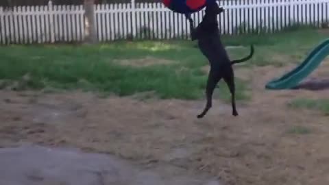 Giant dog playing with giant soccer ball