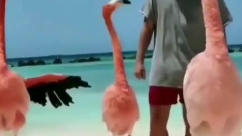 Flamingo's neck dance