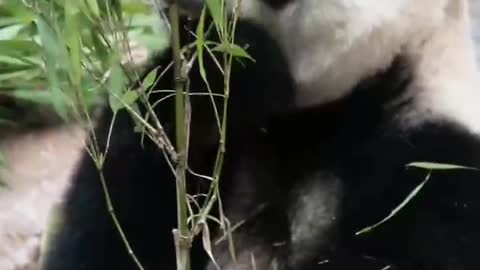 panda easting