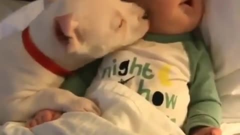 Heartwarming Dog Kisses Baby: A Tale of Unconditional Love😍