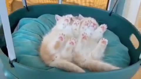 funny cutest cat videos #10