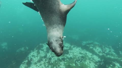 Close-Up View of Sea Lion Swimming Underwater