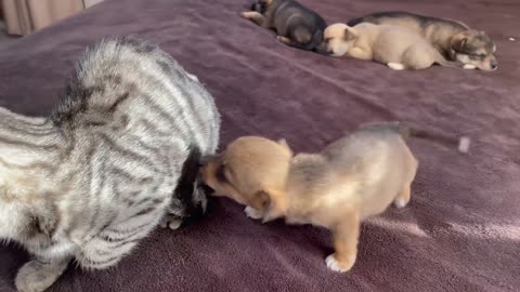 Baby Dog ​​and Cat First Meeting