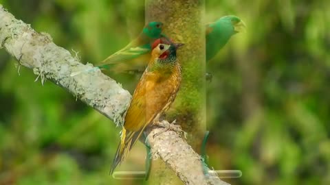 The relaxing Video, mountain forest river bird butterfly and bees, meditation sleeping Video