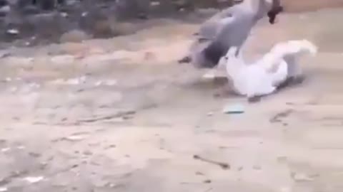 The swan vs Dog Fight