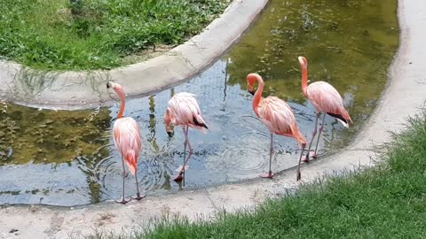 A Pat Of Flamingos Drinking In A Pond Of Water