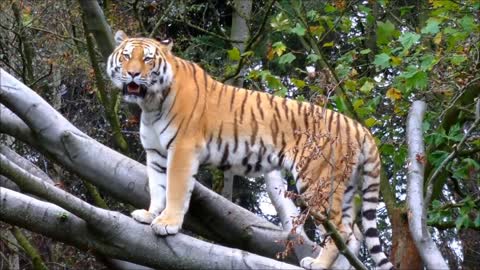 Amazing Tiger Roar Sound & Growling in Forest!