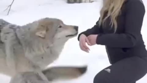 GIRL HOWLS WITH GIANT WOLVES #shorts