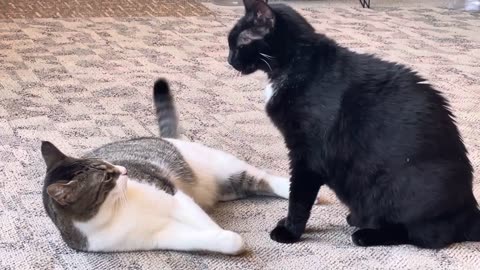 Laziest Cat Fight Ever