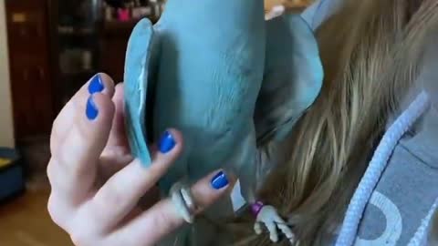 Passionate Parakeet Gets a Little Pushy