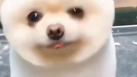 Cute dog video 😍😘