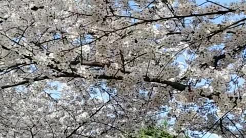 cherry blossoms in yard