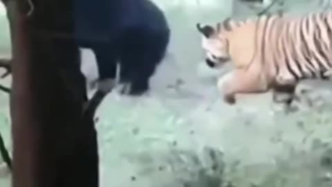 #SHORTS BEAR VS TIGER ANIMAL FIGHTS