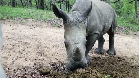 Why do baby rhinos eat dung?