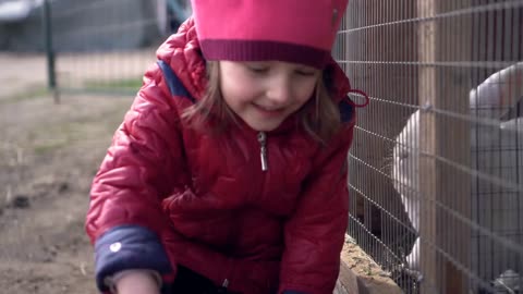 Little girl smiling feeds white rabbit. The rabbit stands on the hind legs