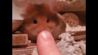 Hamster Boops!