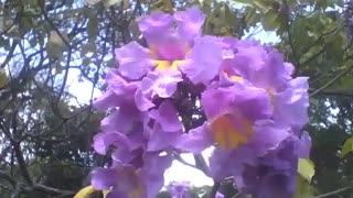 Beautiful purple and yellow cattleya orchids at the science museum [Nature & Animals]