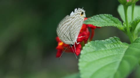 Beautiful white butterfly