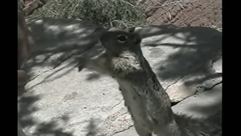 Greedy Squirrel Makes 'Gimme Gimme' Gesture For More Snacks