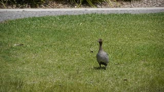 Miss Cheeky's Duck Family