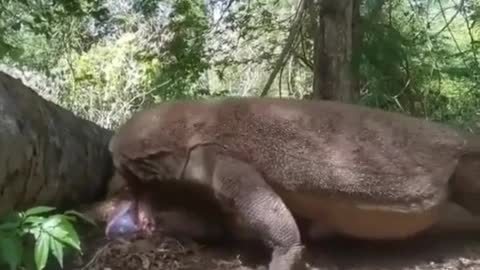 Komodo dragon eats pregnant deer