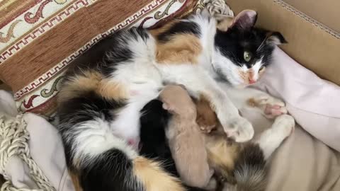 how mother cat bitten her kitten