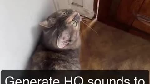 Sounds that attract cats