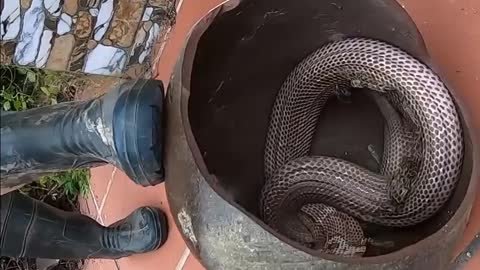 A boy catch kingcobra by hand