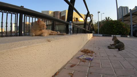 ED SHEERAN & MICHAEL JACKSON - Homeless cats in Ras Al Khaimah, UAE #cat #EdSheeran #MichaelJackson