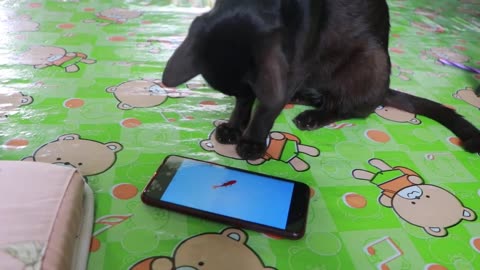 A Black Cat try to catch fish on the phone.