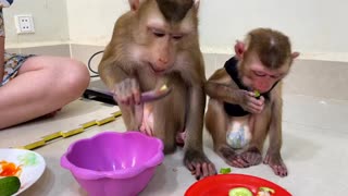 smart monkey eating food