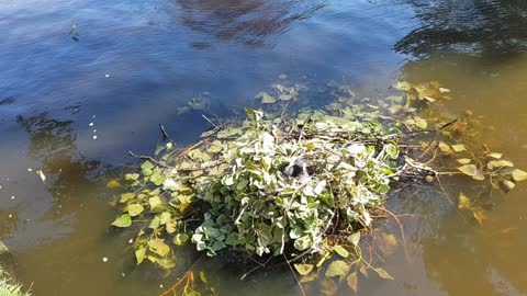 Helping a Coot Bird Build a Nest