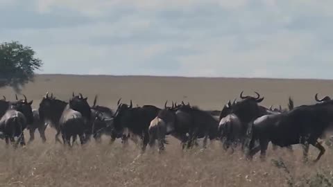 Cheetah Mama and Cubs Attempt Wildebeest Hunt