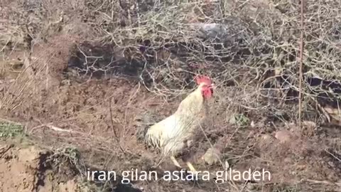 Cooking oven roled Kebab.