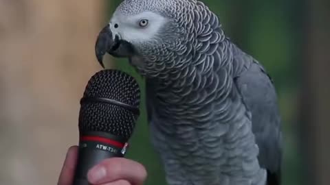 Parrot talk funny