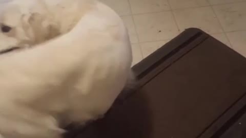 White dog chases and bites own tail