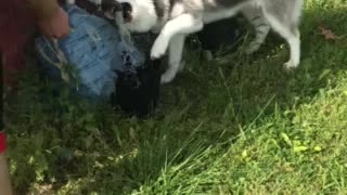 Watering the Husky