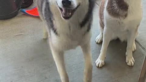 amazing cute Huskies