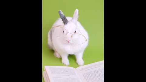 Educated Rabit Reading Book