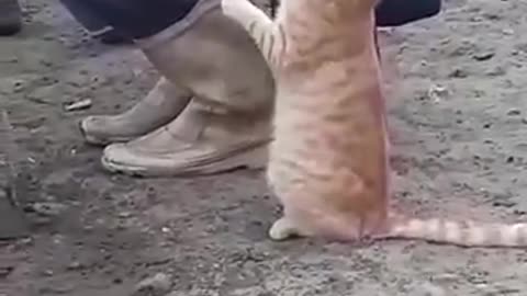 Funny Crazy! Cat milk with farmer