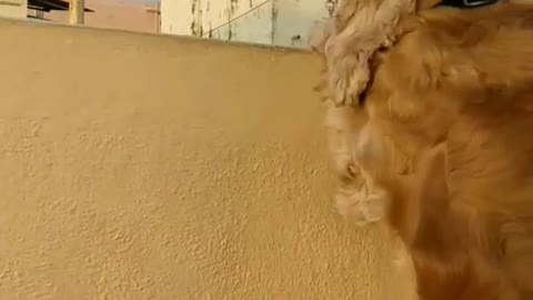 Dog barks at black bird crow on roof top