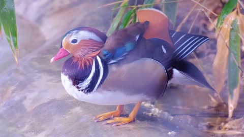 This water bird is really beautiful. What's its name?