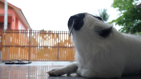 Sad Dog Looking at the Rain