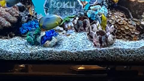 Wow a free Roku Fish Tank