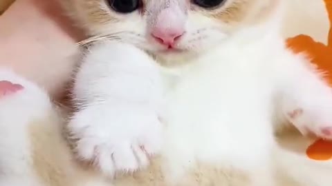 Kitten sound. Cat crying